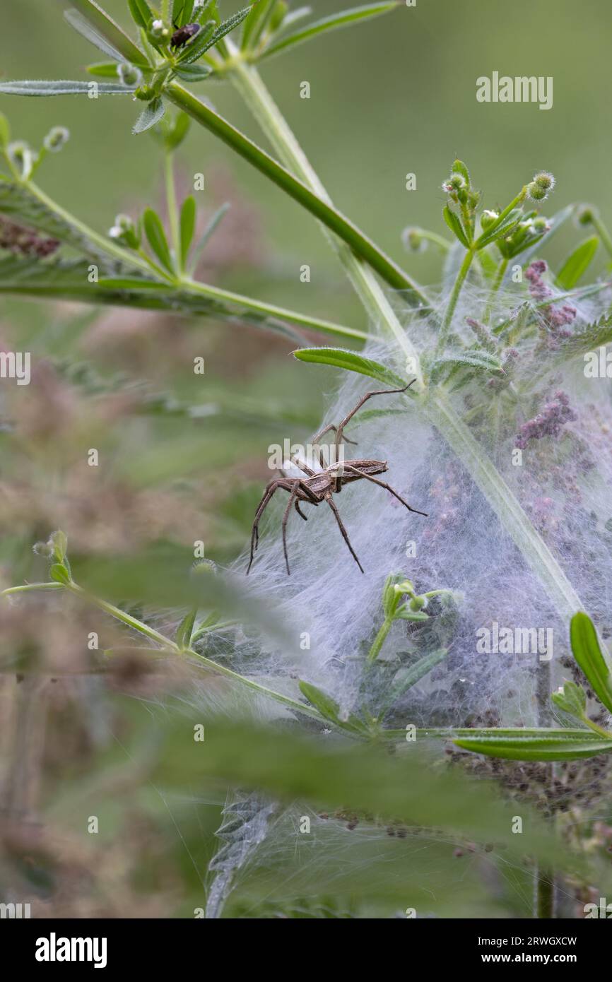 Kinderwebspinne (Pisaura mirabilis) Norfolk Juni 2023 Stockfoto
