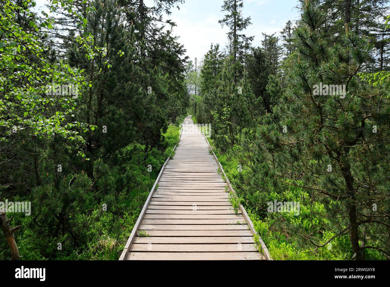 Ein Brettweg führt zum Hohlohsee auf der Kaltenbronn Stockfoto