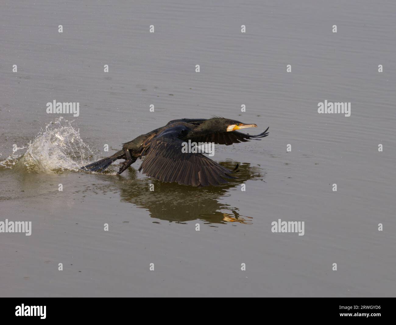 Great Cormorant Abheben vom Wasser Phalacrocorax Carbo Abberton Reservoir, Essex, UK BI037106 Stockfoto