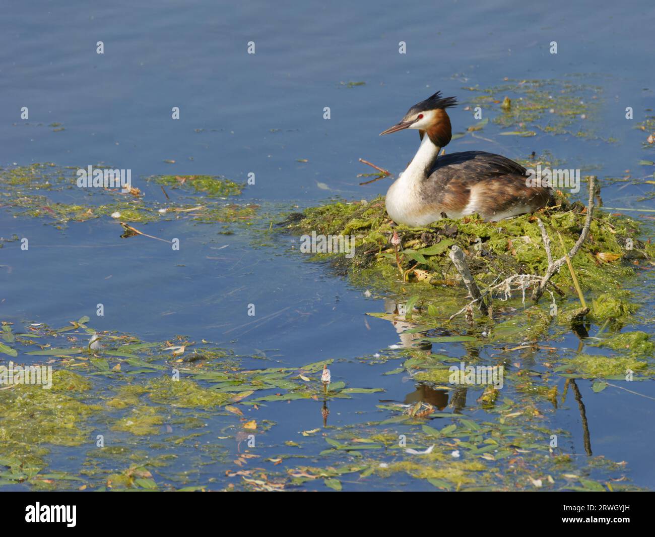 Great Crested Grebe - Sitting on Nest Podiceps Cristatus Essex, UK BI037130 Stockfoto