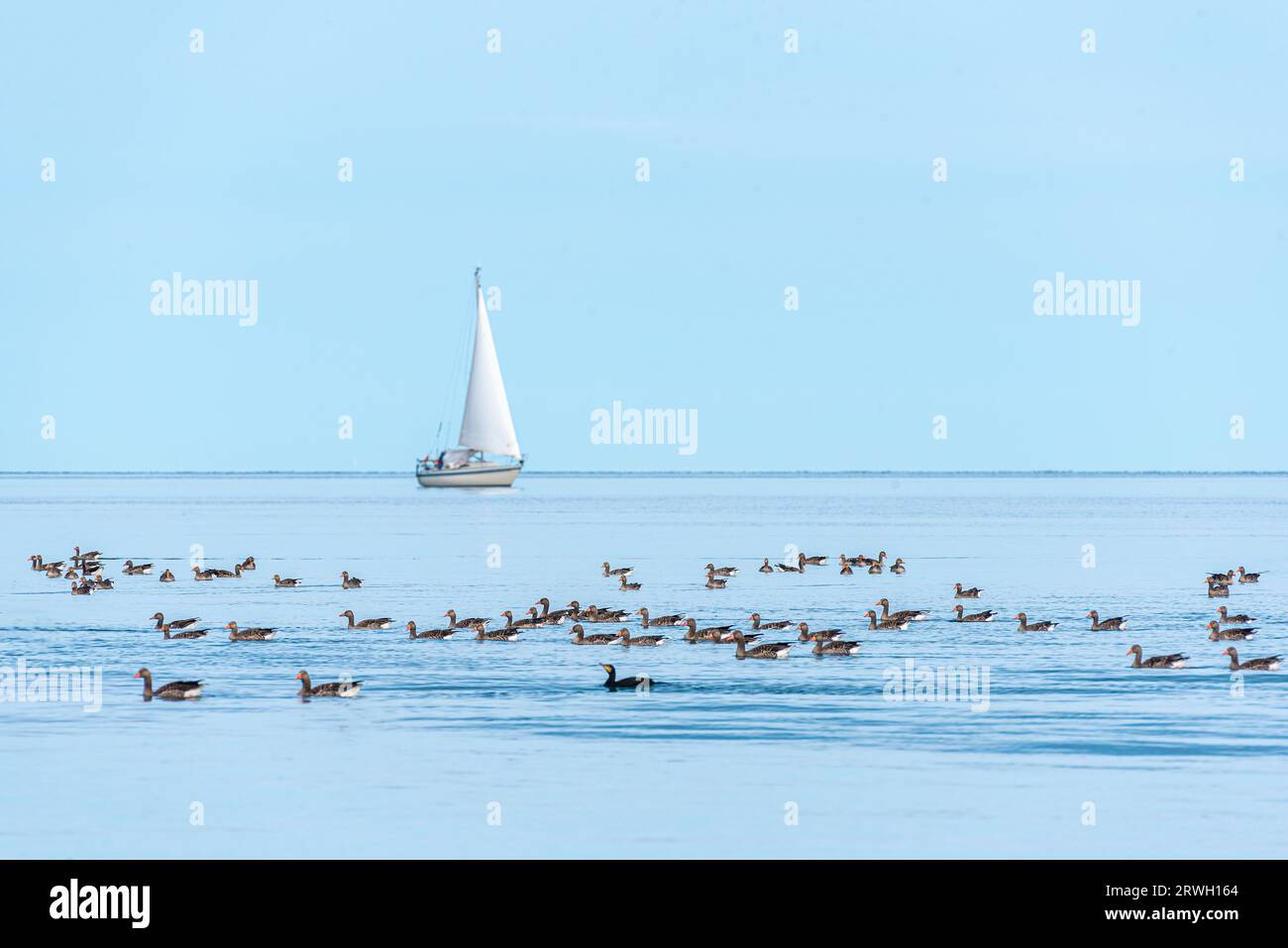 Graugänse und ein Segelboot auf der Ostsee in der Eckernförder Bucht, Schleswig-Holstein, Deutschland Stockfoto