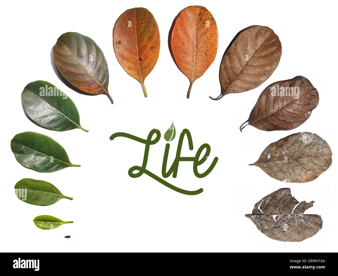 jack-Frucht-Blätter, Blattübergang von geboren zu sterben auf weißem Hintergrund. Konzeptwechsel der Saison. Mit Life Letter Logo Stockfoto