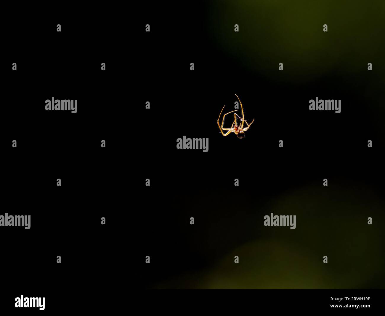 Spider Climbing Web - Backlit Essex, UK IN004483 Stockfoto