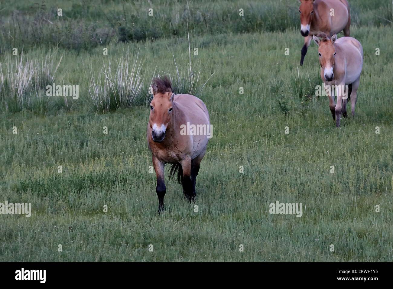 Takhi-Wildpferde in Hustai N.P., Mongolei Stockfoto
