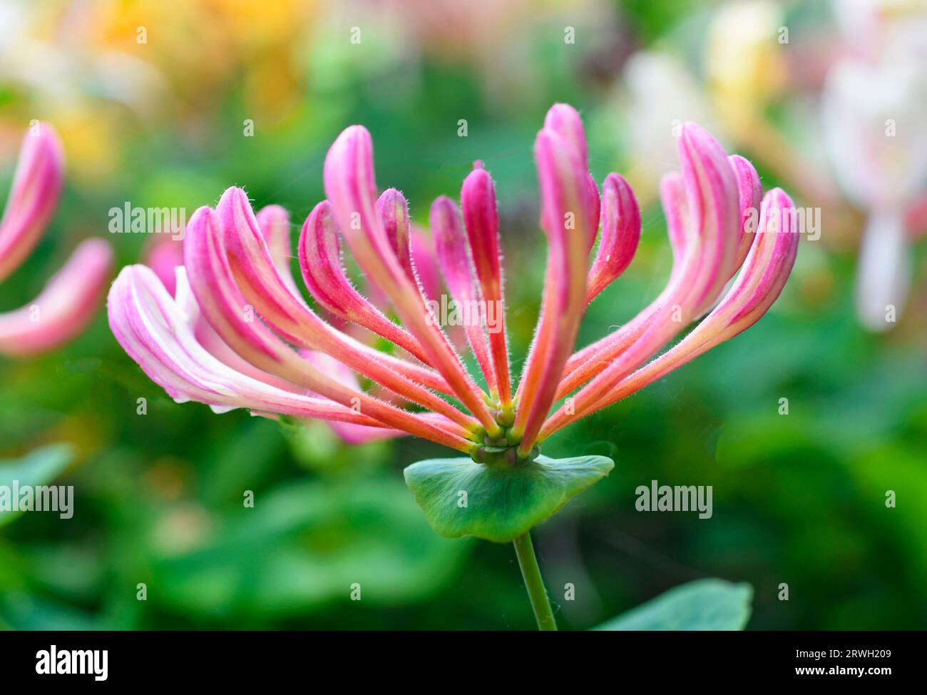 Geißblatt Stockfoto