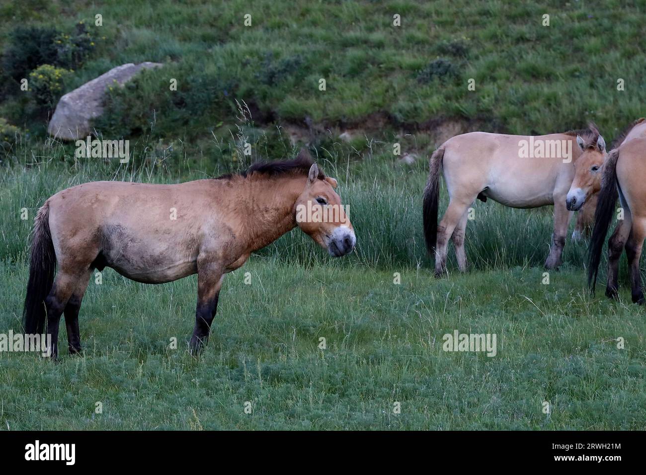 Takhi-Wildpferde in Hustai N.P., Mongolei Stockfoto