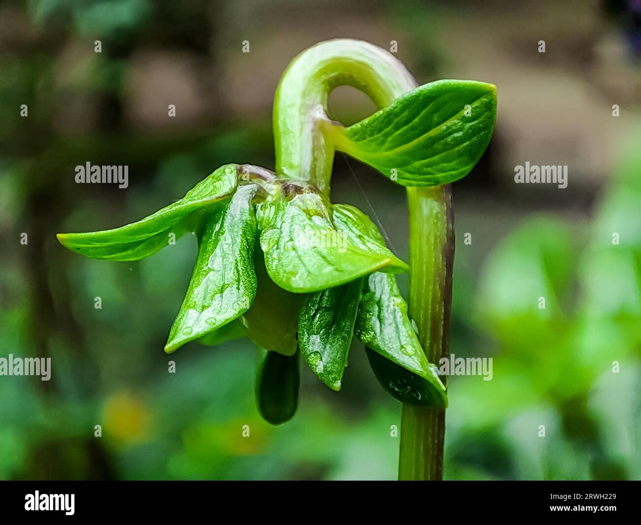 Nahaufnahme einer Knospe der Dahlienblüte. Die schöne Knospe macht sich bereit, eine wunderschöne Dahlienblüte zu blühen. Das ist eine Makrofotografie. Stockfoto