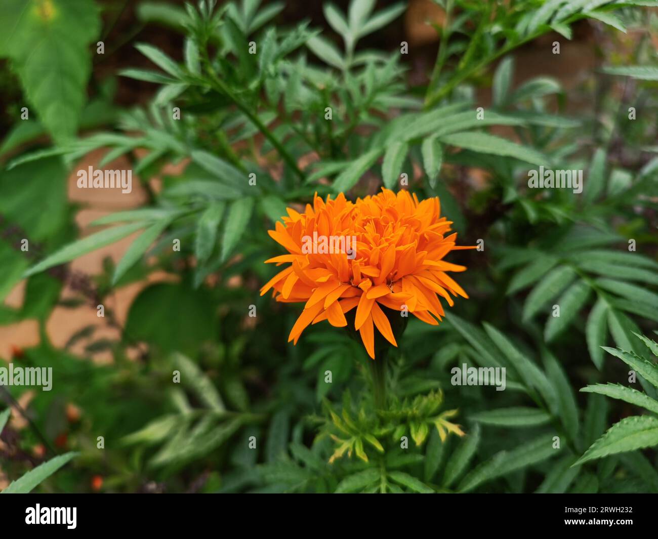 Nahaufnahme einer wunderschönen Ringelblume. Die hellorange Ringelblume (Tagetes erecta, aztekische oder afrikanische Ringelblume) springt aus den Blättern heraus. Stockfoto