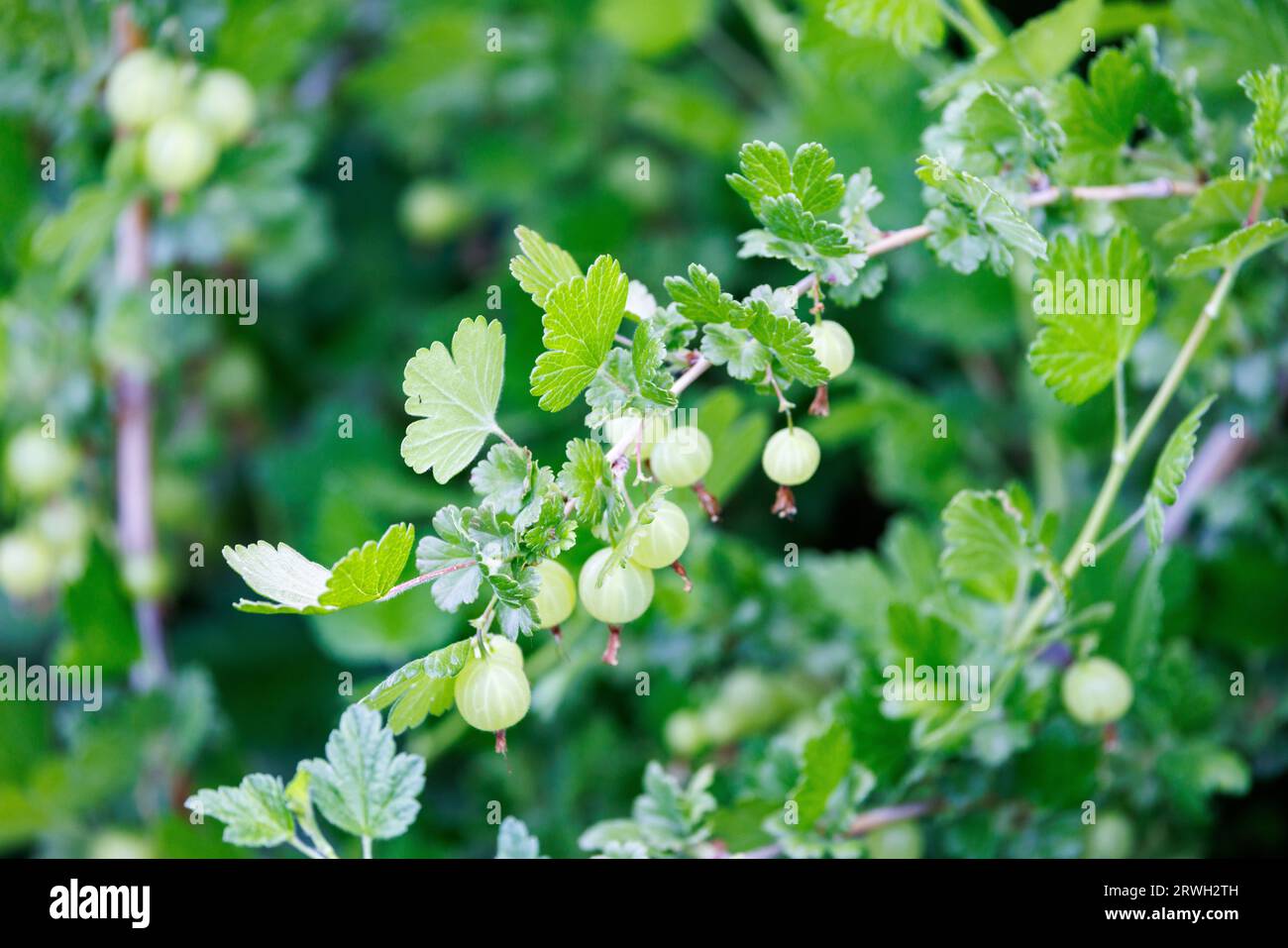 Grüne Stachelbeeren auf einem Busch, Nahaufnahme Stockfoto