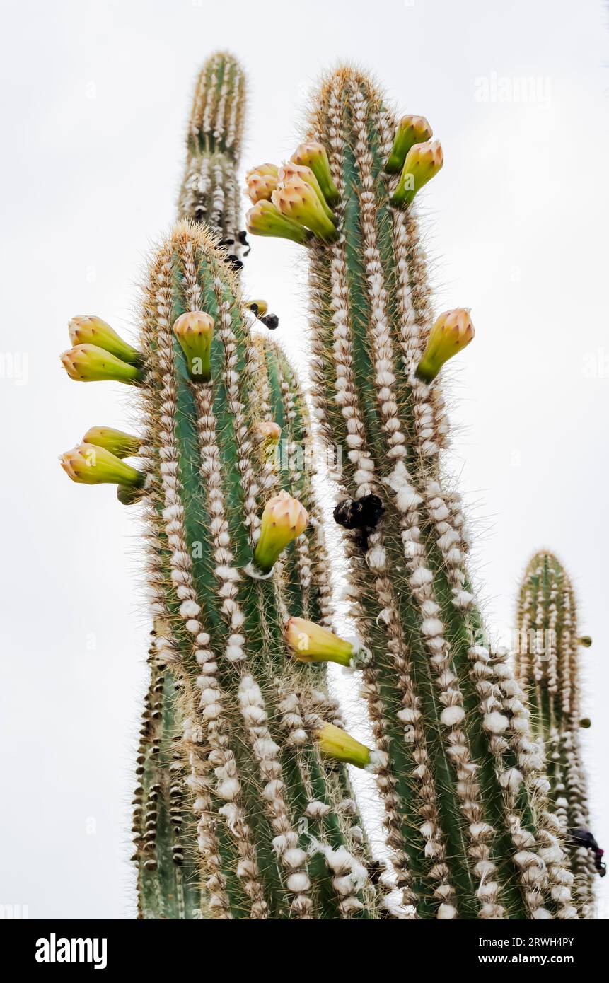 Blühender Kaktus Stockfoto