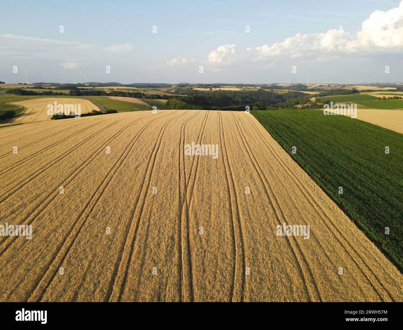 Goldfarbenes Ackerfeld mit blauem Himmel auf dem Land Stockfoto