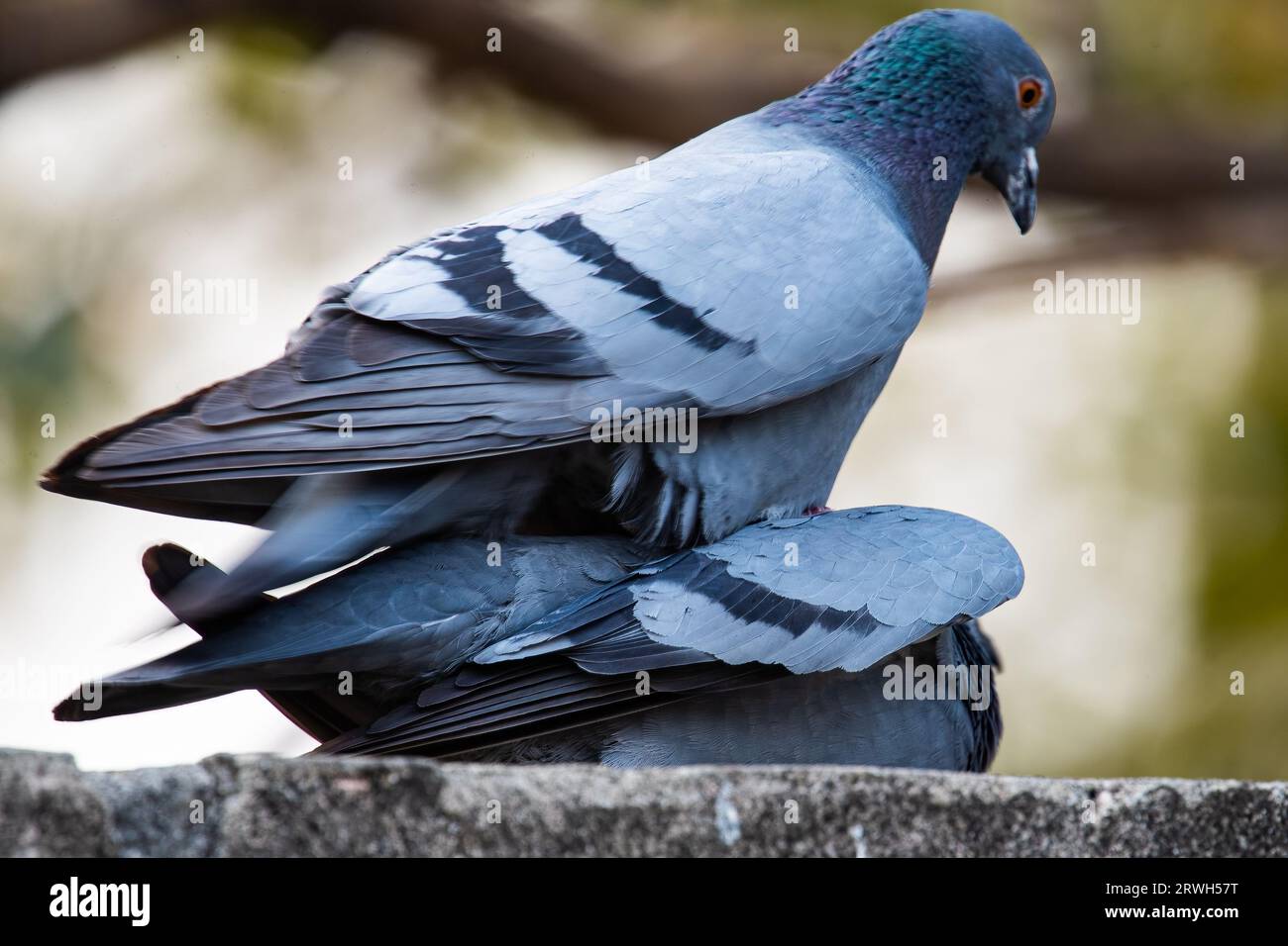 tauben-paarung-fotos-und-bildmaterial-in-hoher-aufl-sung-alamy