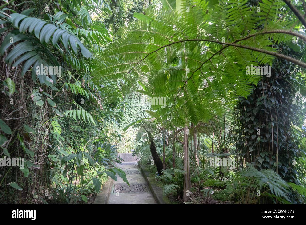 Sehr üppiger feuchter tropischer Garten Stockfoto