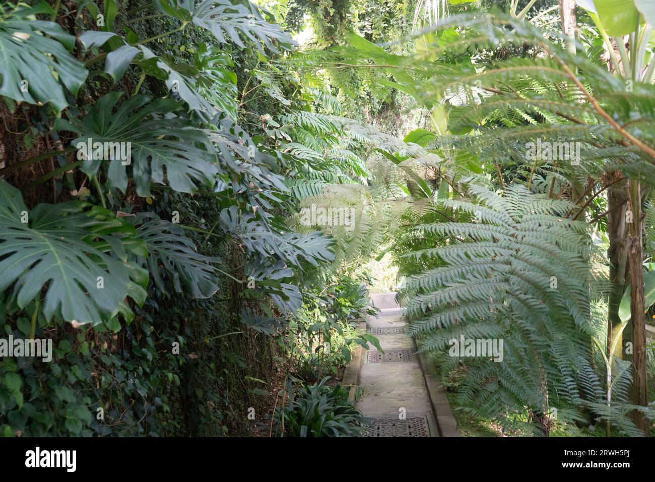 Sehr üppiger feuchter tropischer Garten Stockfoto