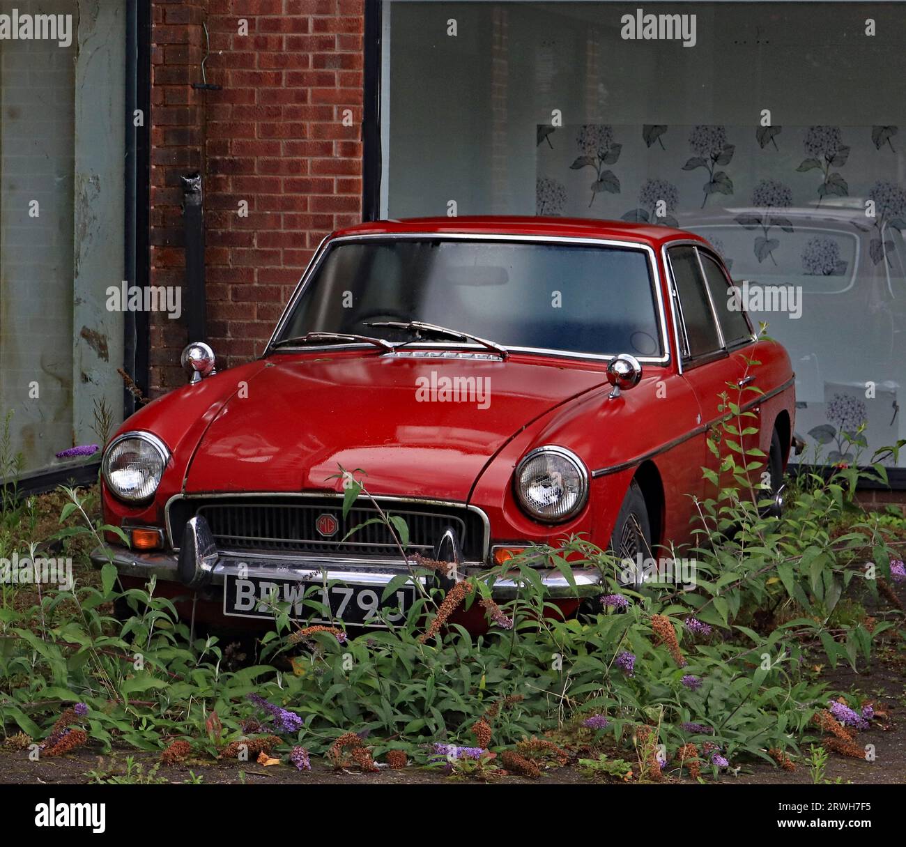 Es ist schon eine Weile da, ein Hard-Top-MG aus 1971 Schlummern inmitten der wilden Buddleia vor einem stillgelegten Showroom in der Küche, Alfreton. Stockfoto