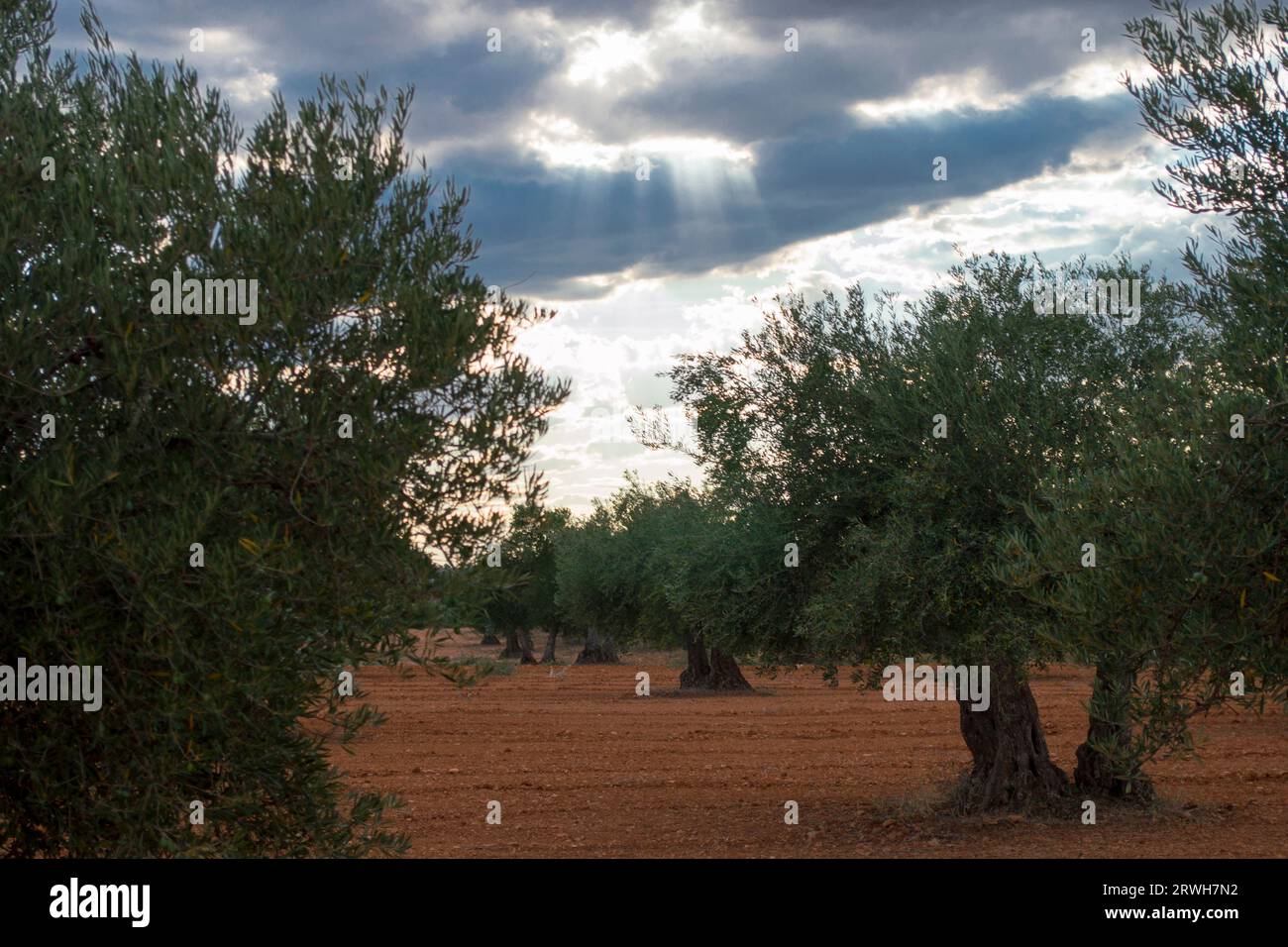 Olivar Mediterráneo con nubes de tormenta de fondo Stockfoto