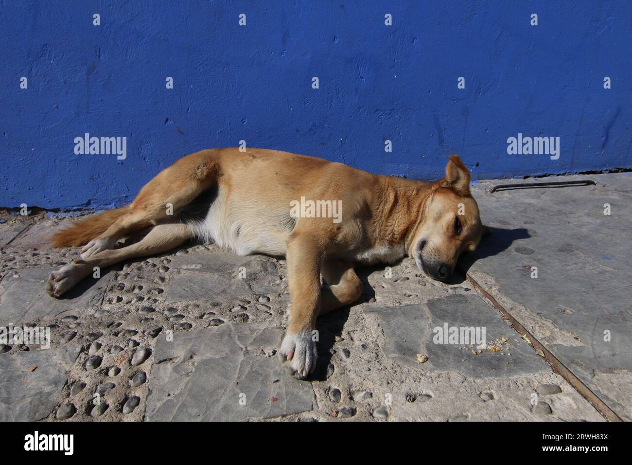 Der süße Straßenhund liegt auf einem Pfad in Chefchaouen, der Blauen Stadt, Nordmarokko Stockfoto