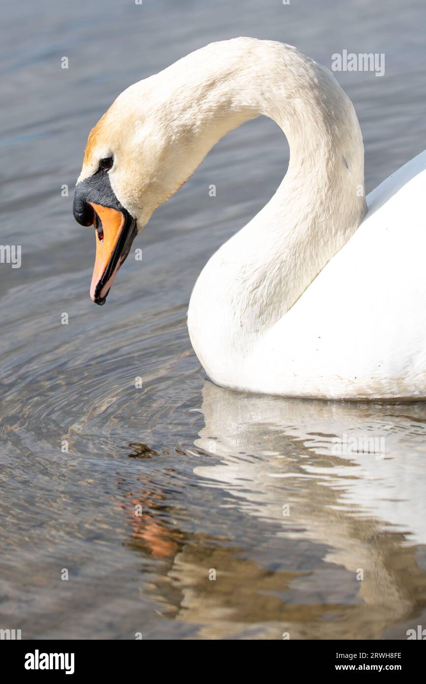 Anmutige Schwan Stockfoto