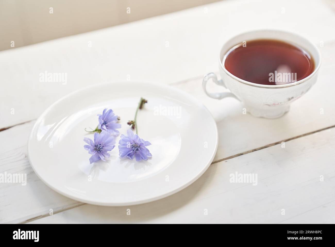 Ein Getränk aus Zichorie. Cichorium intybus, dessen Blüten normalerweise blaue Seeleute, Zichorien, Kaffeegras oder Succorium genannt werden, ist eine krautige Staudenpflanze. Hochwertige Fotos Stockfoto