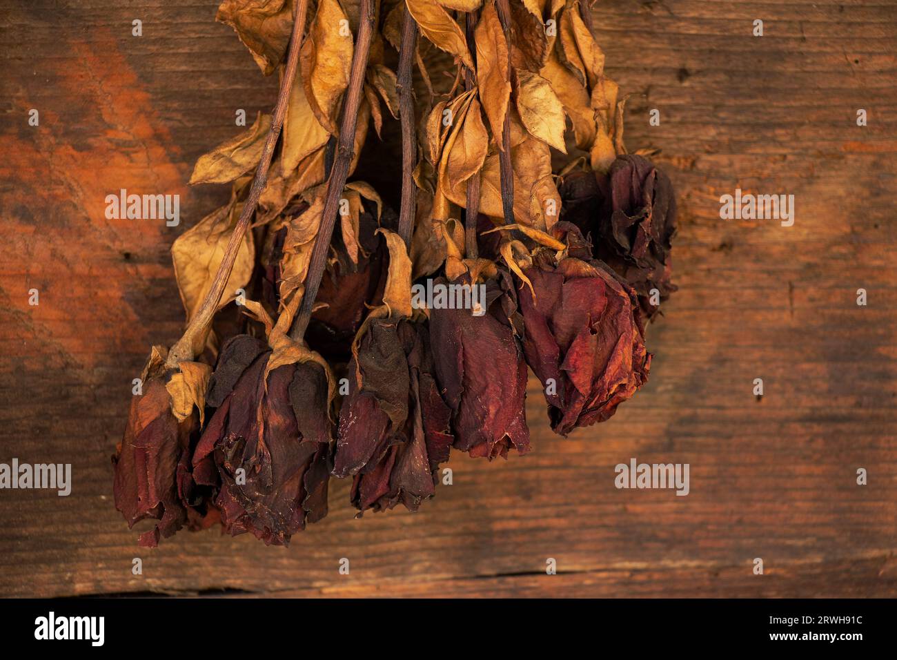 Ein trockener Rosenstrauß hängt an einer alten Holzwand, eine trockene Rose Stockfoto