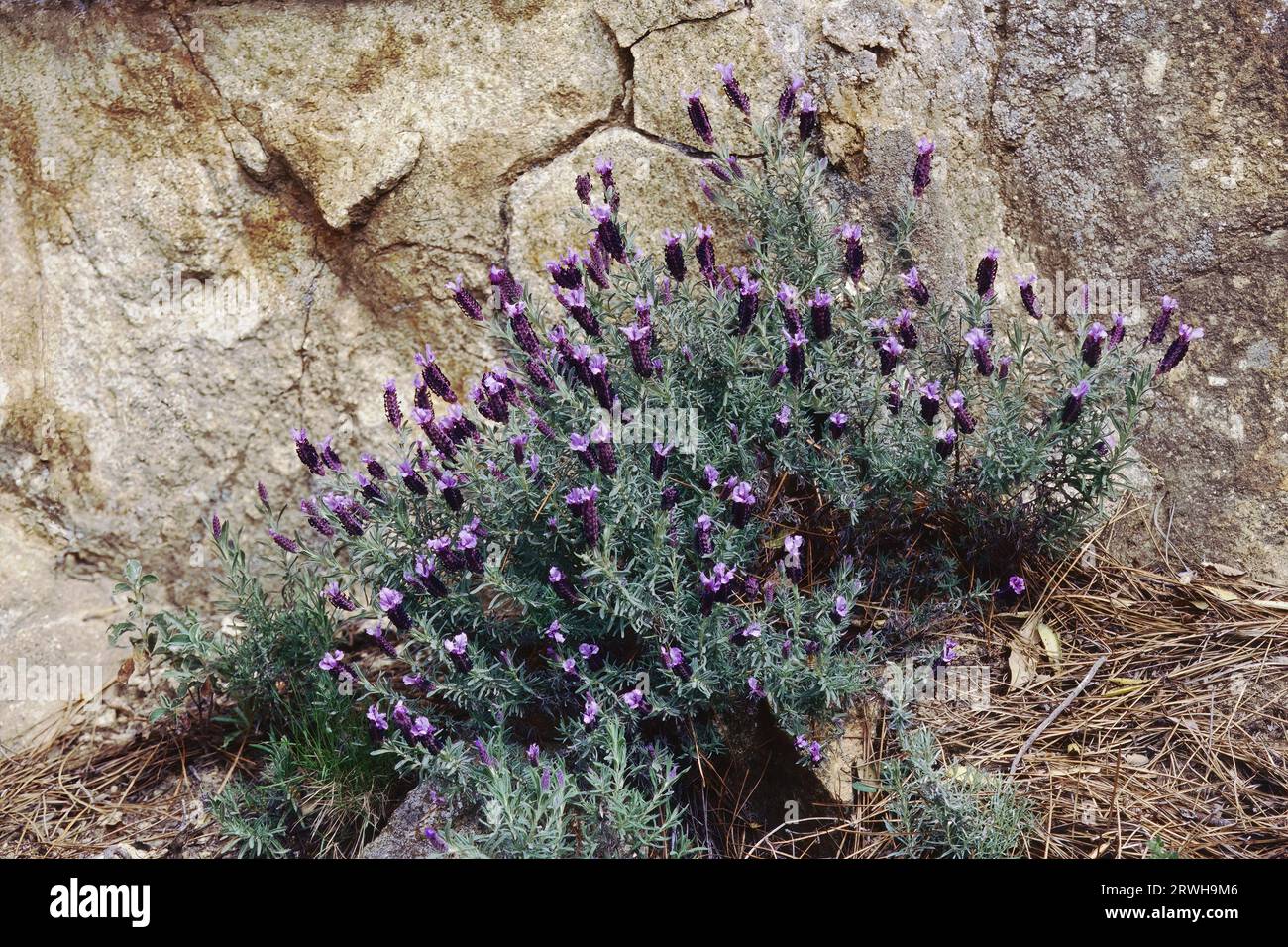 Sträucher in voller Blüte von französischem Lavendel, Insel Elba, Italien, Lavandula stoechas, Lamiaceae Stockfoto