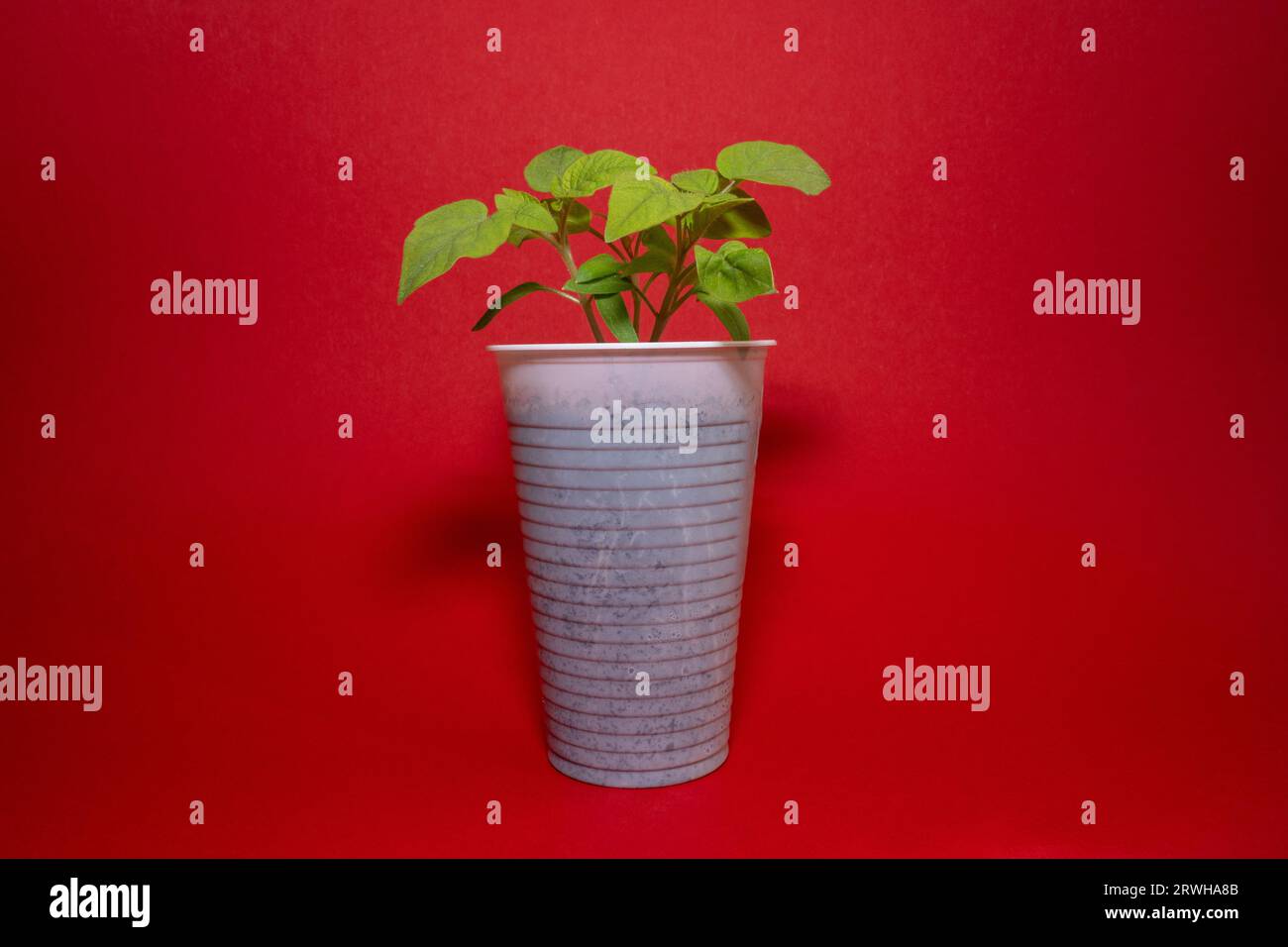 Tomatensämlinge in einem weißen Plastikbecher mit rotem Hintergrund Stockfoto