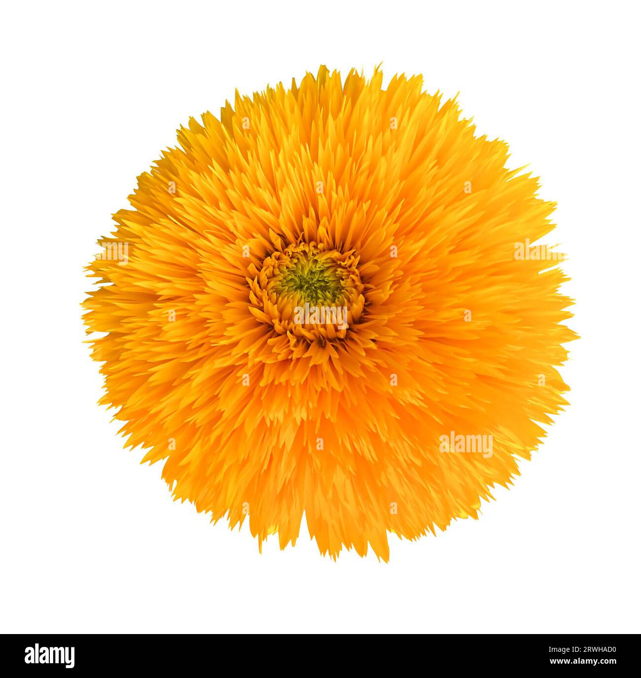 Große einfache August dekorative Terry Sonnenblume isoliert auf weißem Hintergrund. Leuchtend orangefarbene Blume von Terry dekorative Sonnenblume Teddybär Nahaufnahme Stockfoto