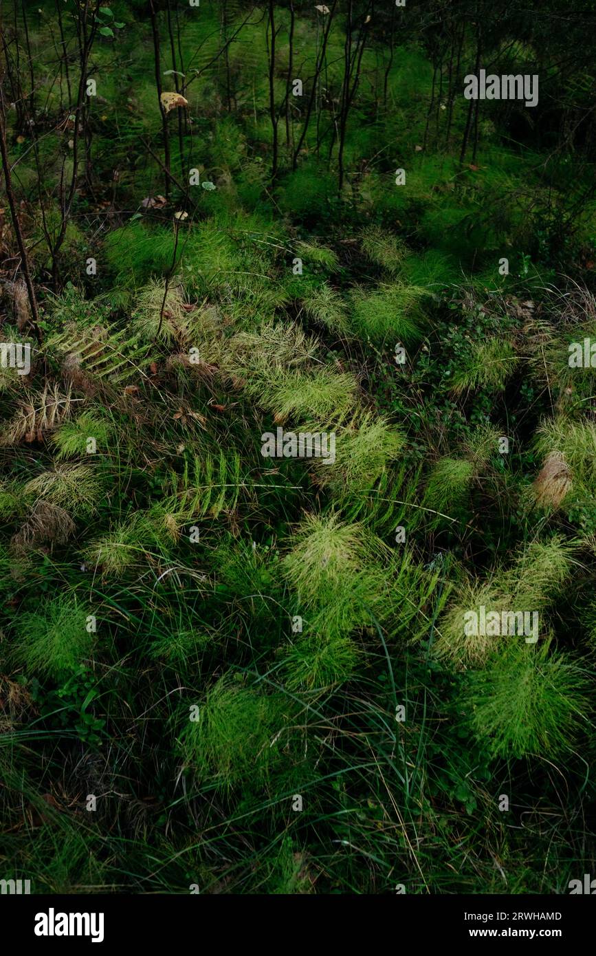 Detail des nördlichen Herbstwaldes. Gefallener Schachtelhalm aus nächster Nähe, Stockfoto