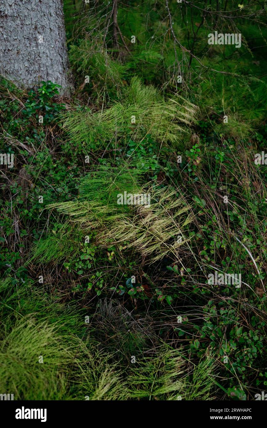 Detail des nördlichen Herbstwaldes. Gefallener Schachtelhalm aus nächster Nähe, Stockfoto