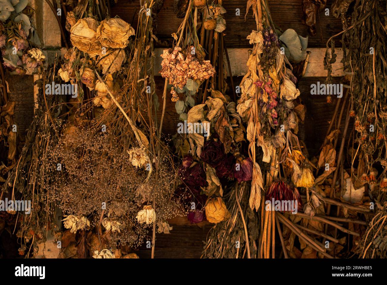 Viele getrocknete Blumen wiegen auf einer alten Holzwand, trockene Blumen und Dekor Stockfoto