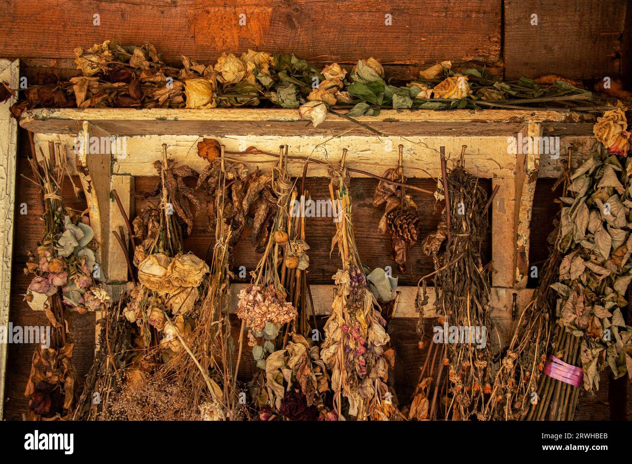 Viele getrocknete Blumen wiegen auf einer alten Holzwand, trockene Blumen und Dekor Stockfoto