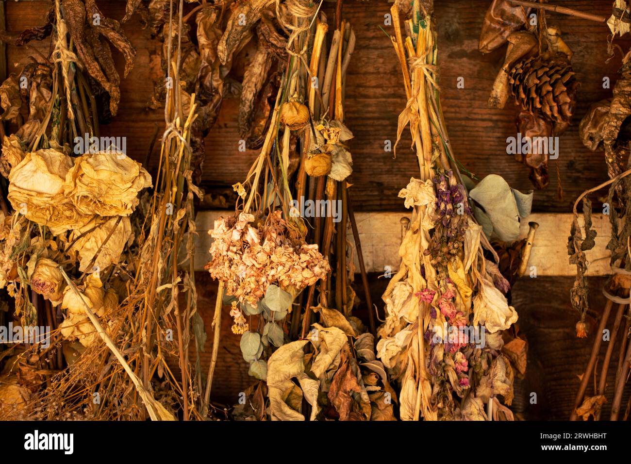 Viele getrocknete Blumen wiegen auf einer alten Holzwand, trockene Blumen und Dekor Stockfoto
