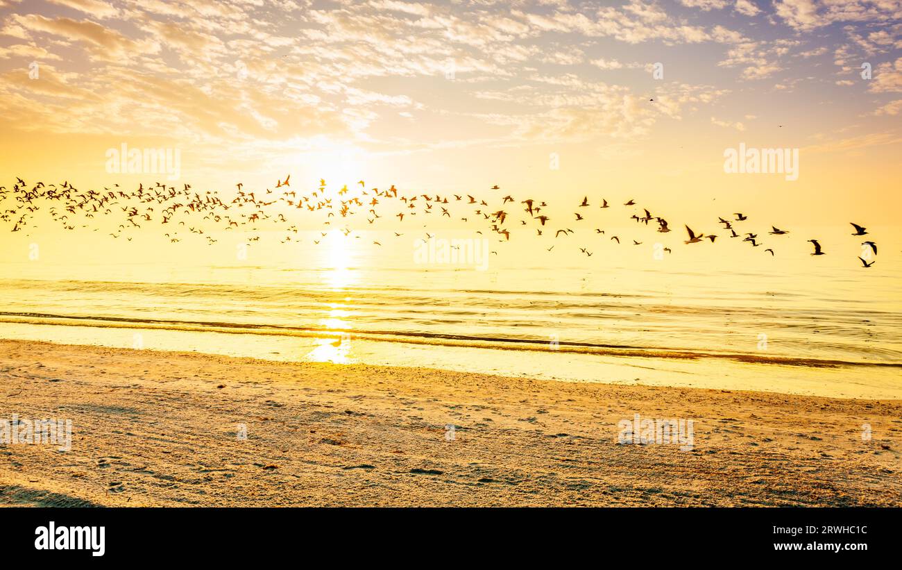 Eine Schar Möwen, die über einen Strand an der Golfküste Floridas fliegen Stockfoto
