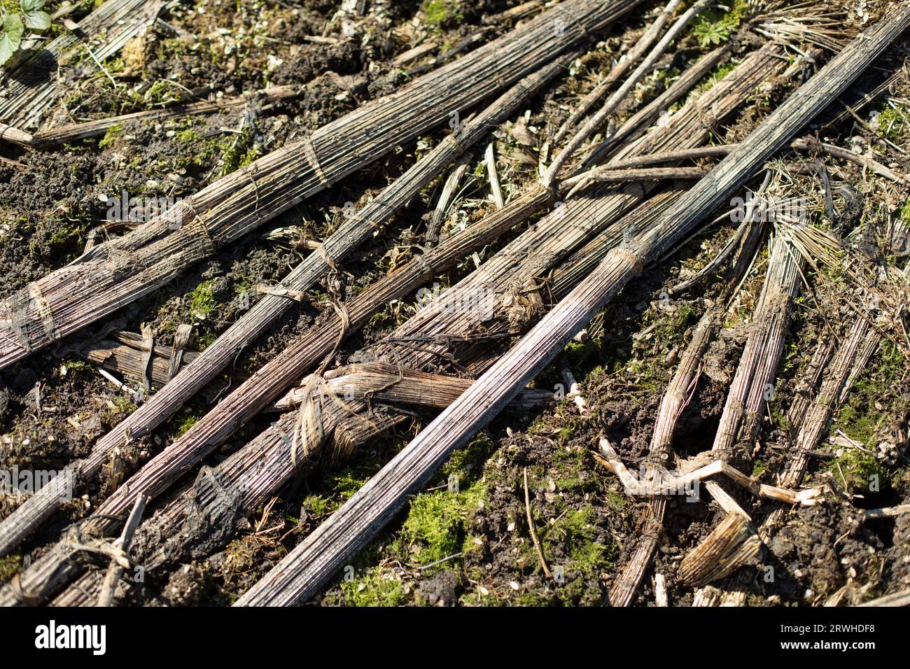 Sumpfgräser in Wäldern. Frühlingspflanzen. Struktur der bewaldeten Fläche. Trockene Stängel. Stockfoto