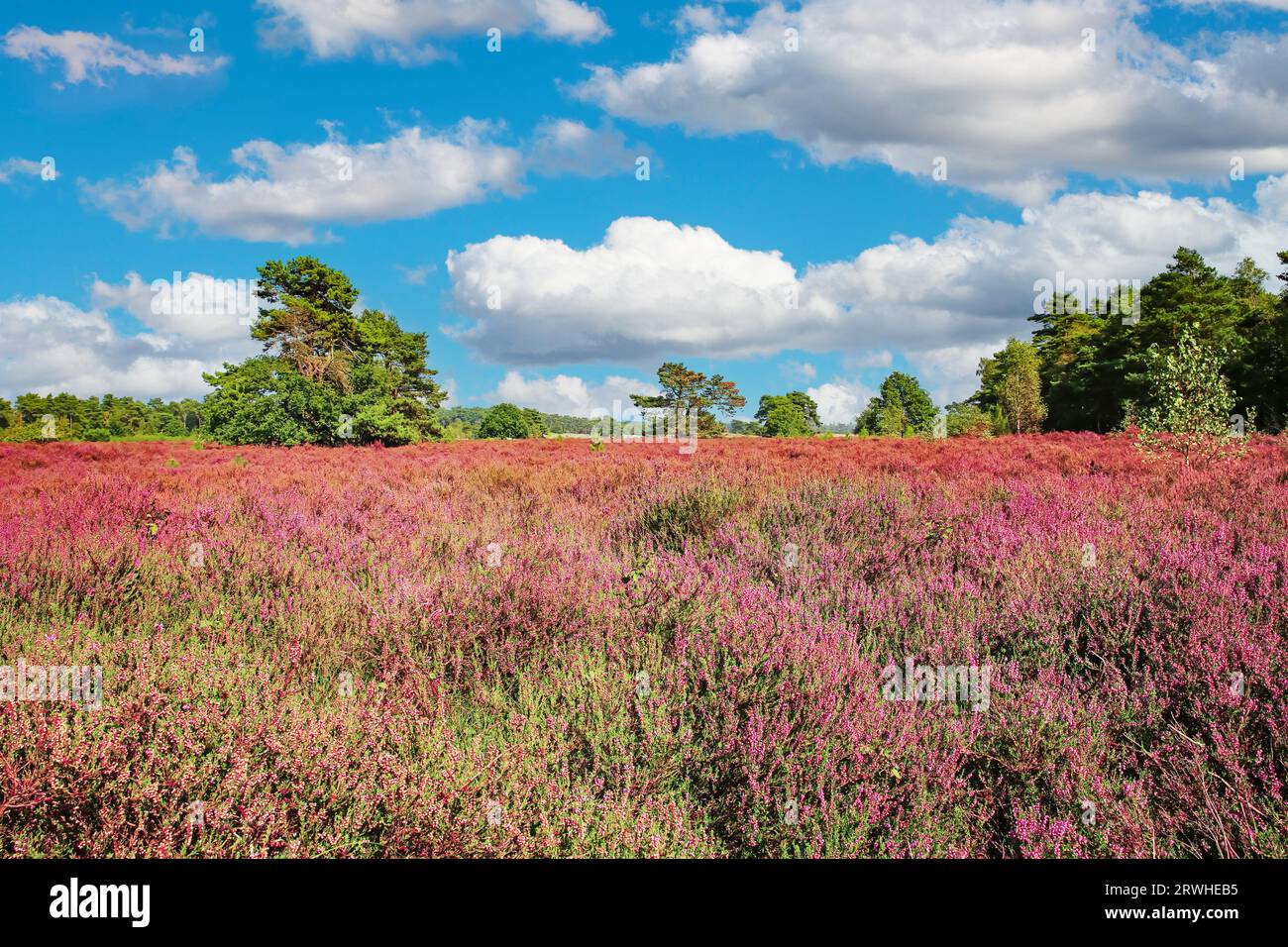 Wunderschöne Heidelandschaft mit blühenden lila erica-Blüten und grünen Eichen im Spätsommer - Loonse en Drunense Duinen Nationalpark, Niederlande Stockfoto