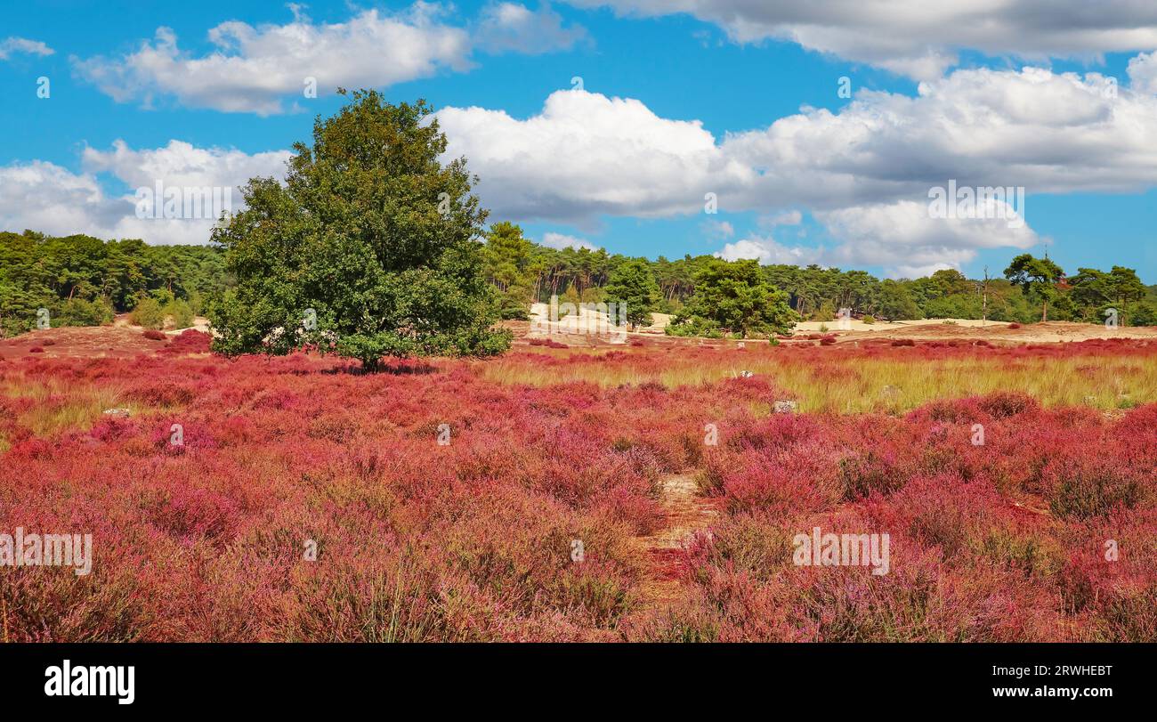 Wunderschöne Heidelandschaft mit blühenden lila erica-Blüten und grünen Eichen im Spätsommer - Loonse en Drunense Duinen Nationalpark, Niederlande Stockfoto