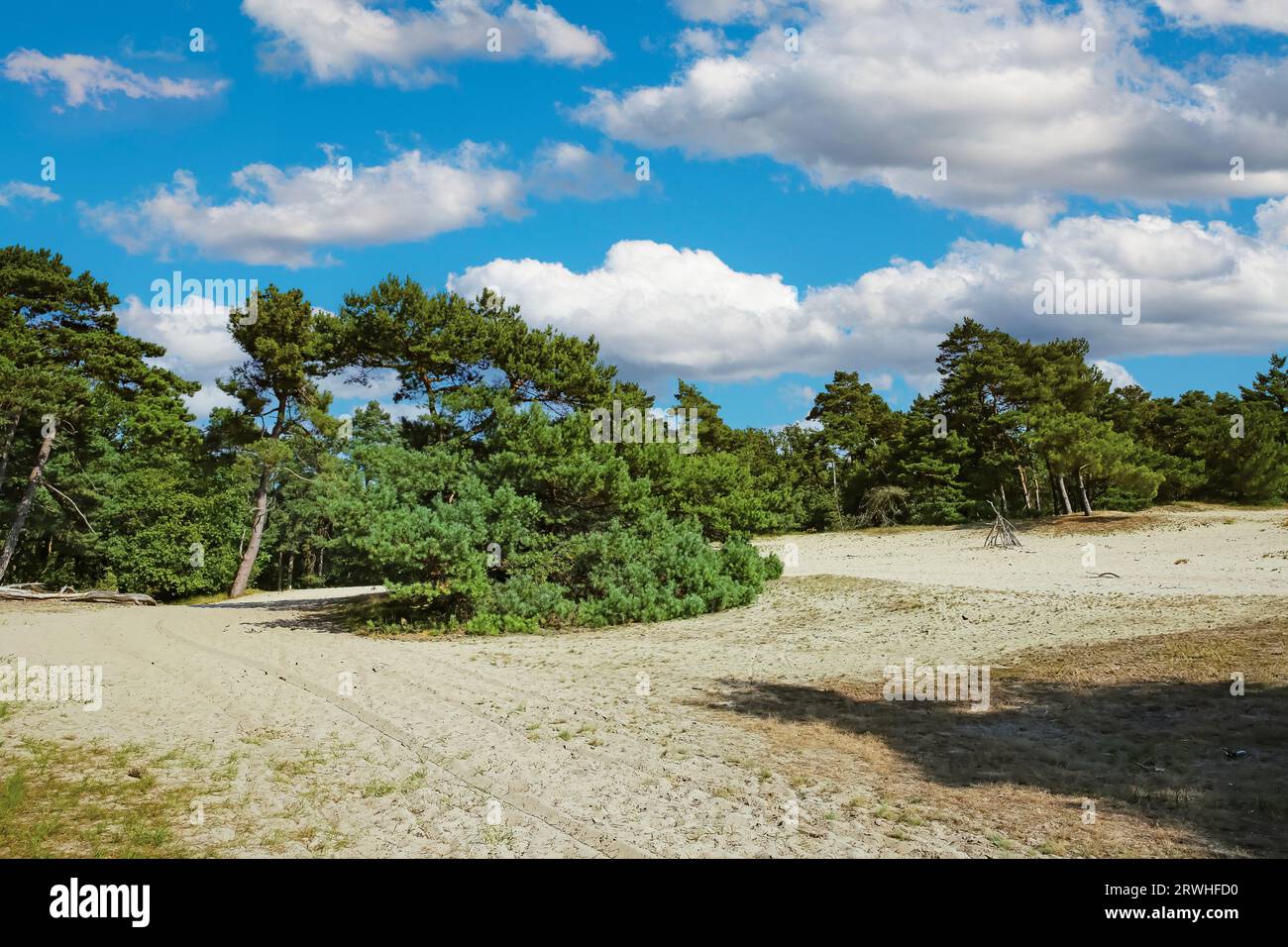 Schöne holländische Sanddünen-Landschaft mit grünen schottischen Kiefern im Sommer - Loonse en Drunense Duinen, Niederlande Stockfoto