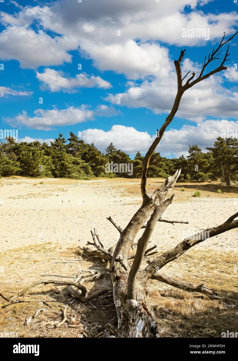 Schöne holländische Sanddünen Landschaft, trockener alter Baumstamm, grüner Wald - Drunense Duinen Nationalpark, Niederlande Stockfoto