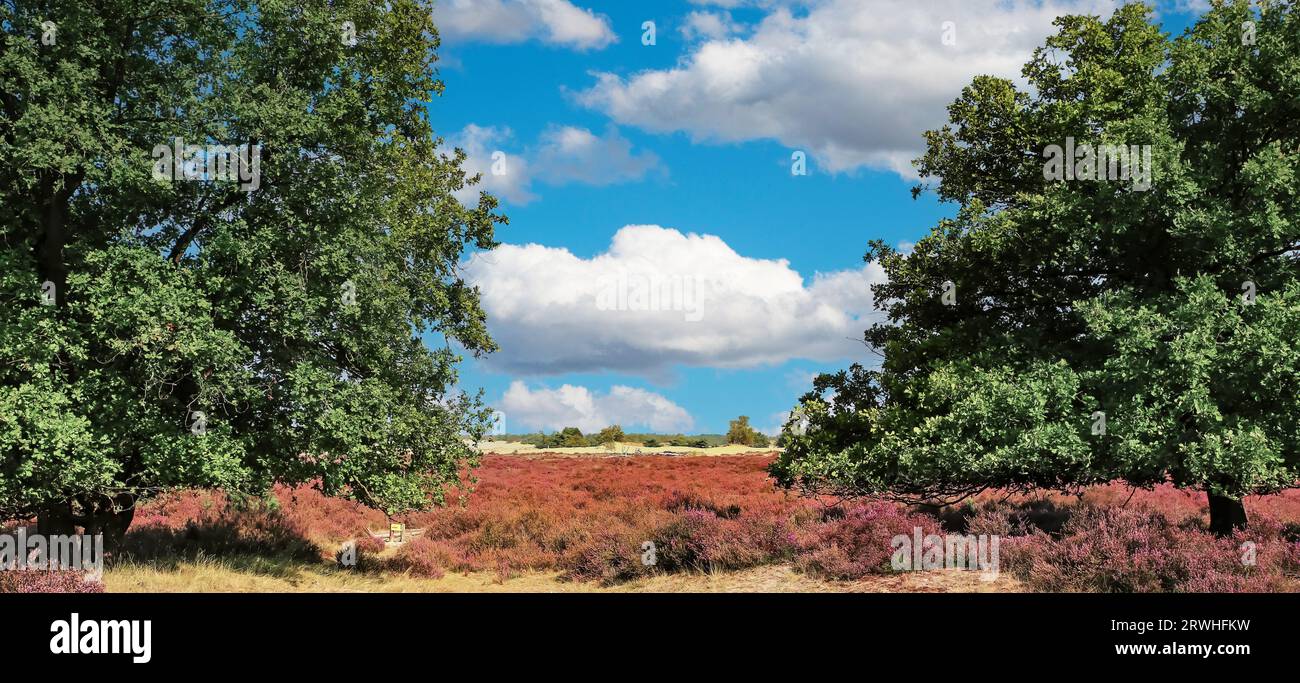 Wunderschöne Heidelandschaft mit blühenden lila erica-Blüten und grünen Eichen im Spätsommer - Loonse en Drunense Duinen Nationalpark, Niederlande Stockfoto