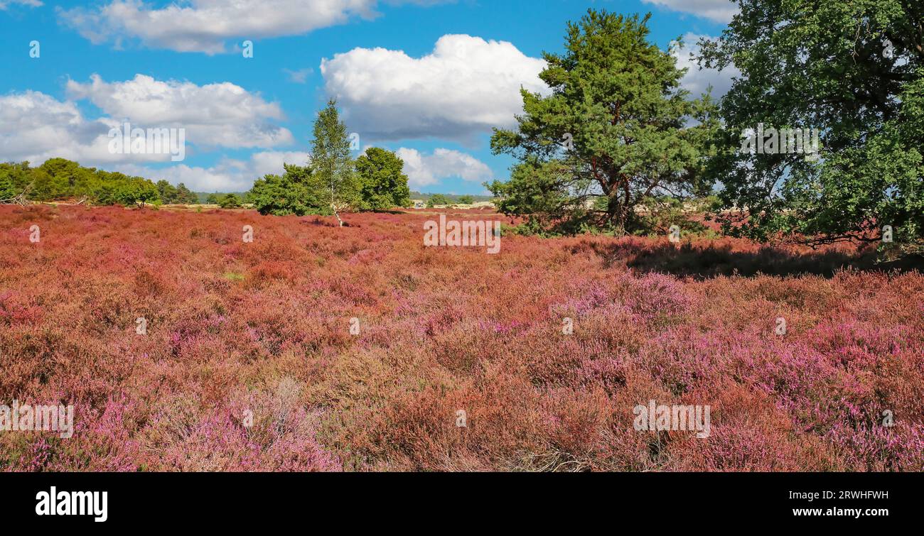 Wunderschöne Heidelandschaft mit blühenden lila erica-Blüten und grünen Eichen im Spätsommer - Loonse en Drunense Duinen Nationalpark, Niederlande Stockfoto