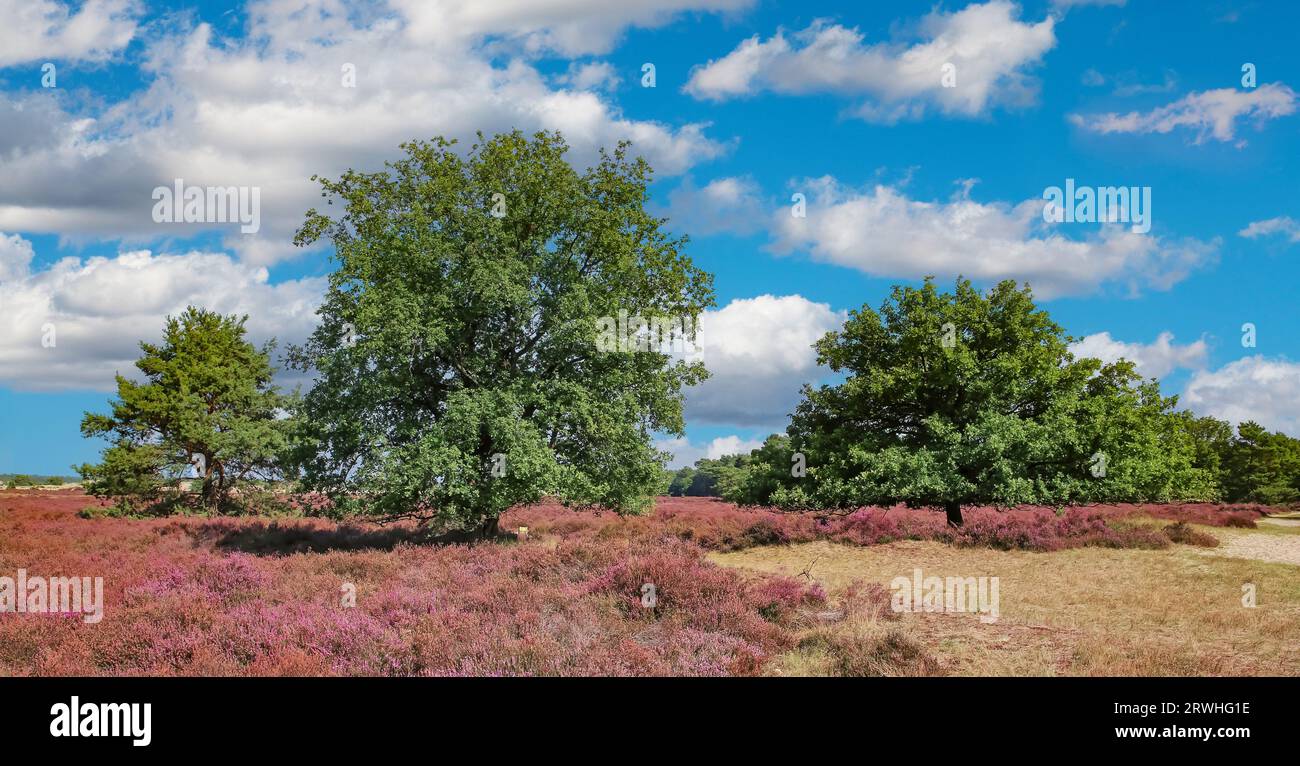 Wunderschöne Heidelandschaft mit blühenden lila erica-Blüten und grünen Eichen im Spätsommer - Loonse en Drunense Duinen Nationalpark, Niederlande Stockfoto
