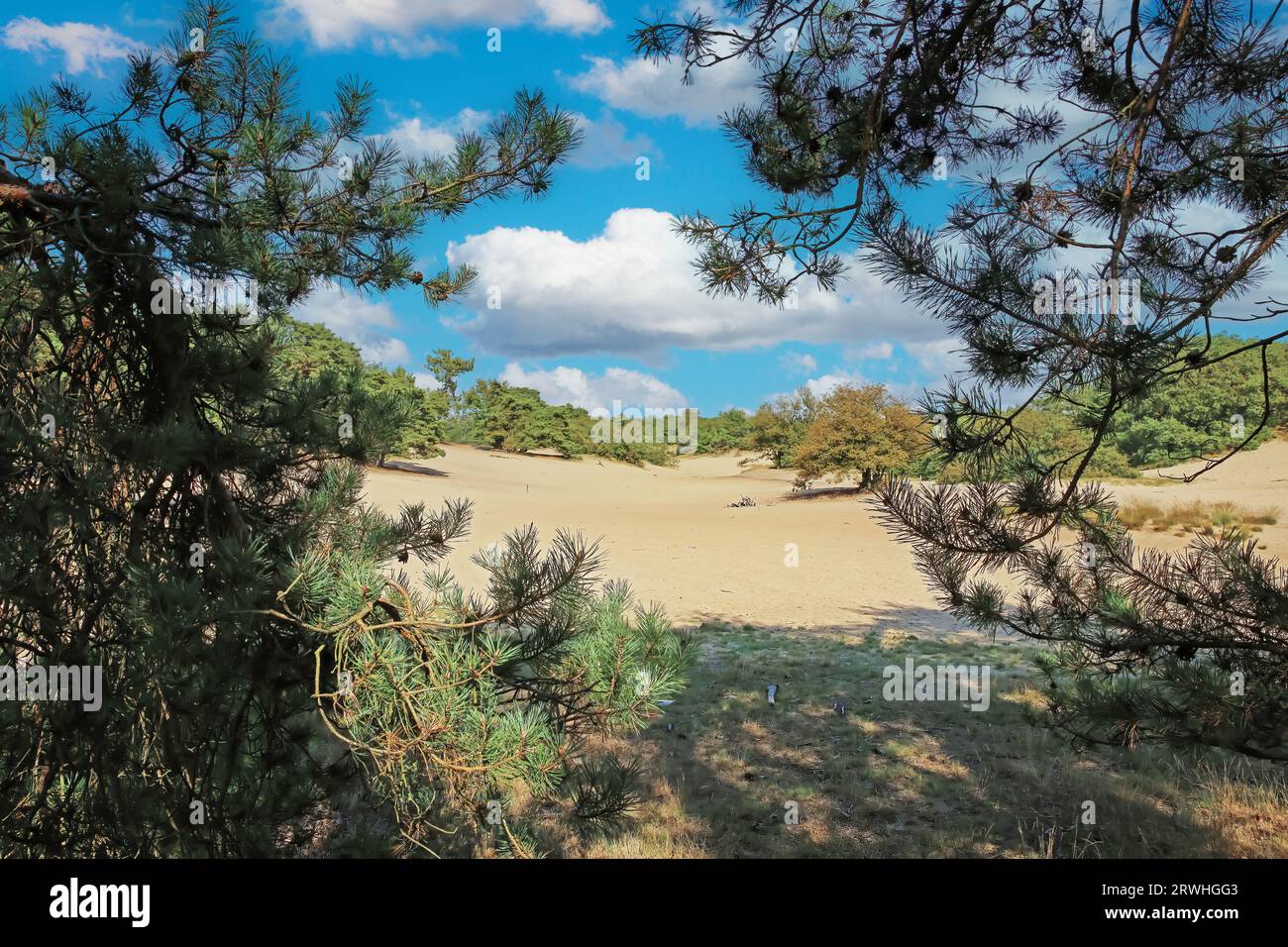 Blick zwischen schottischen Kiefern auf die schöne holländische Sanddünenlandschaft und den Wald - Loonse en Drunense Duinen, Niederlande Stockfoto