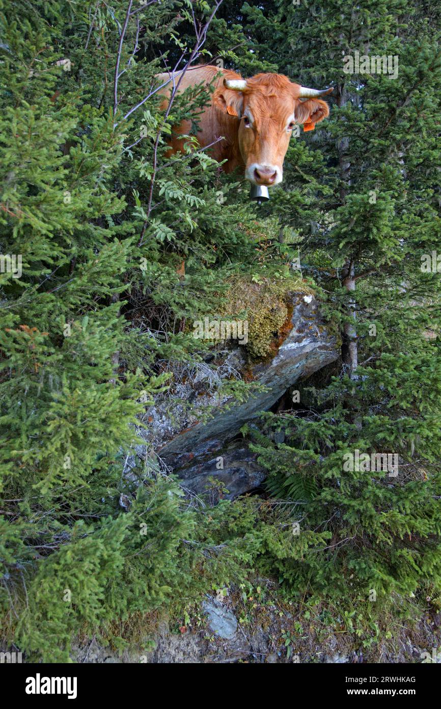 Kuh in einer Waldlandschaft der französischen alpen Stockfoto