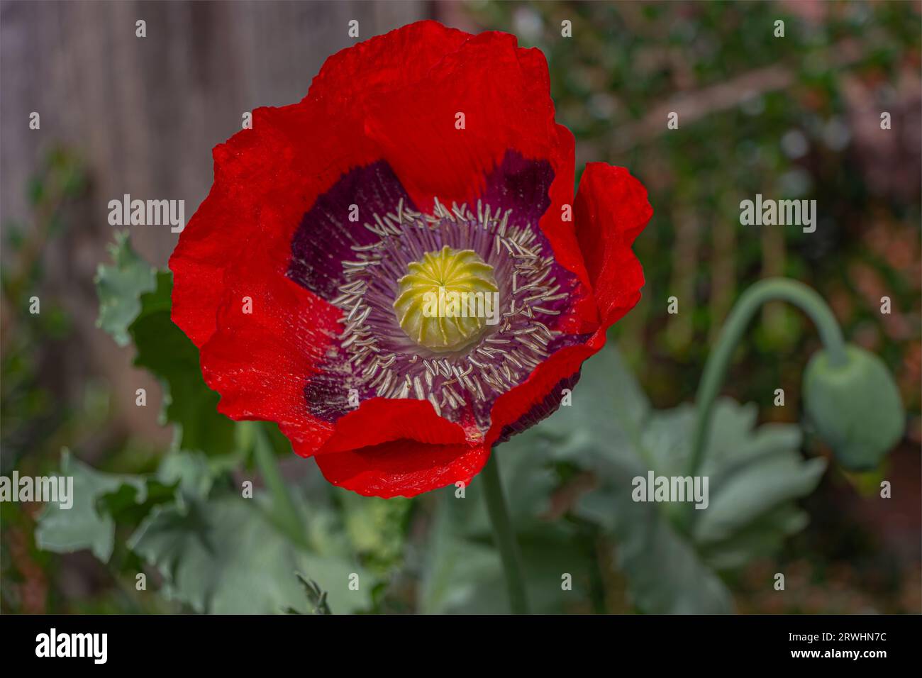 Nahaufnahme eines großen roten Mohnkopfes vor einem Gartenhintergrund Stockfoto