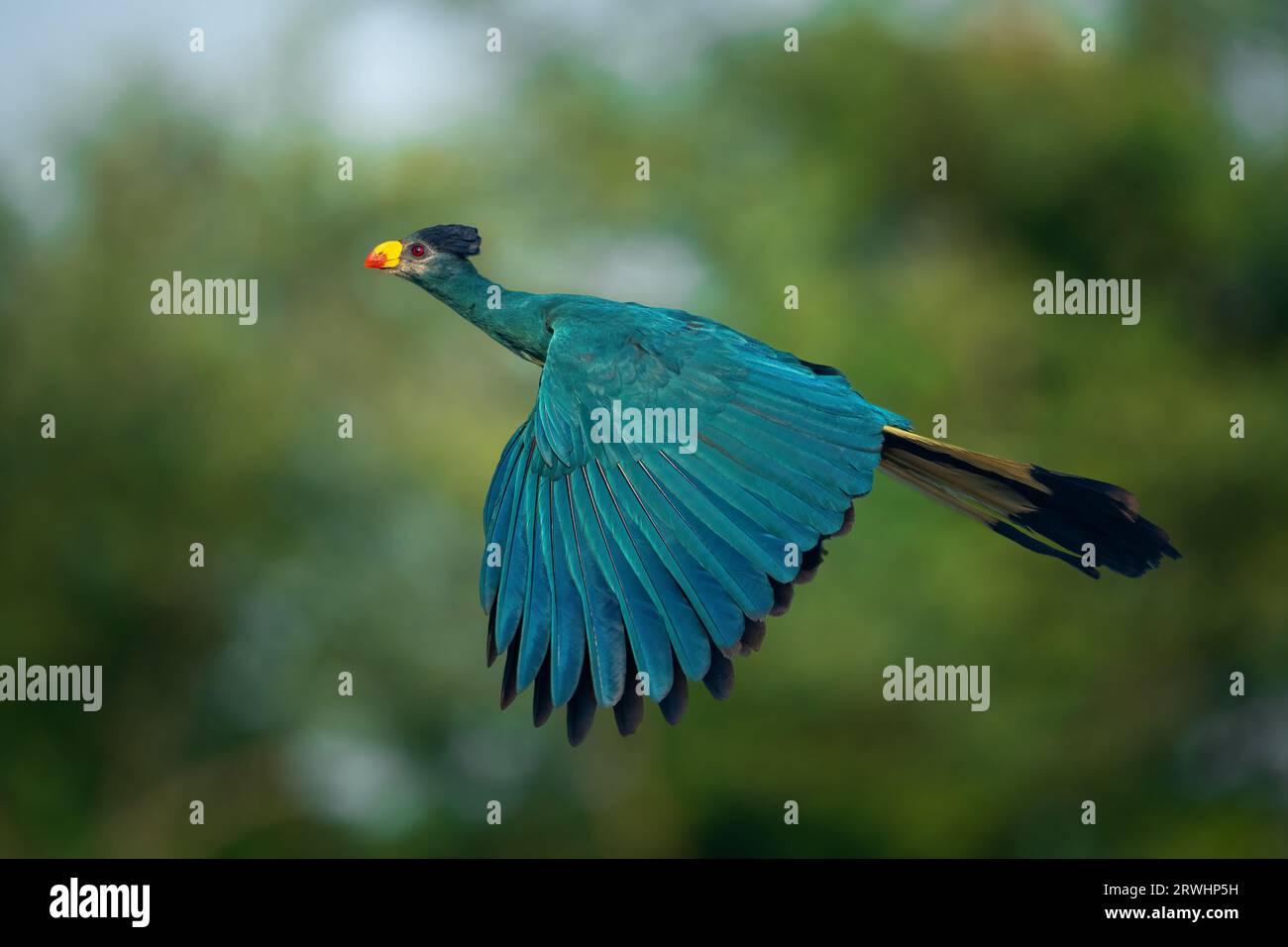 Großartiger blauer Turaco im Flug vor sauberer Hintergrundvegetation in Kibale, Uganda Stockfoto