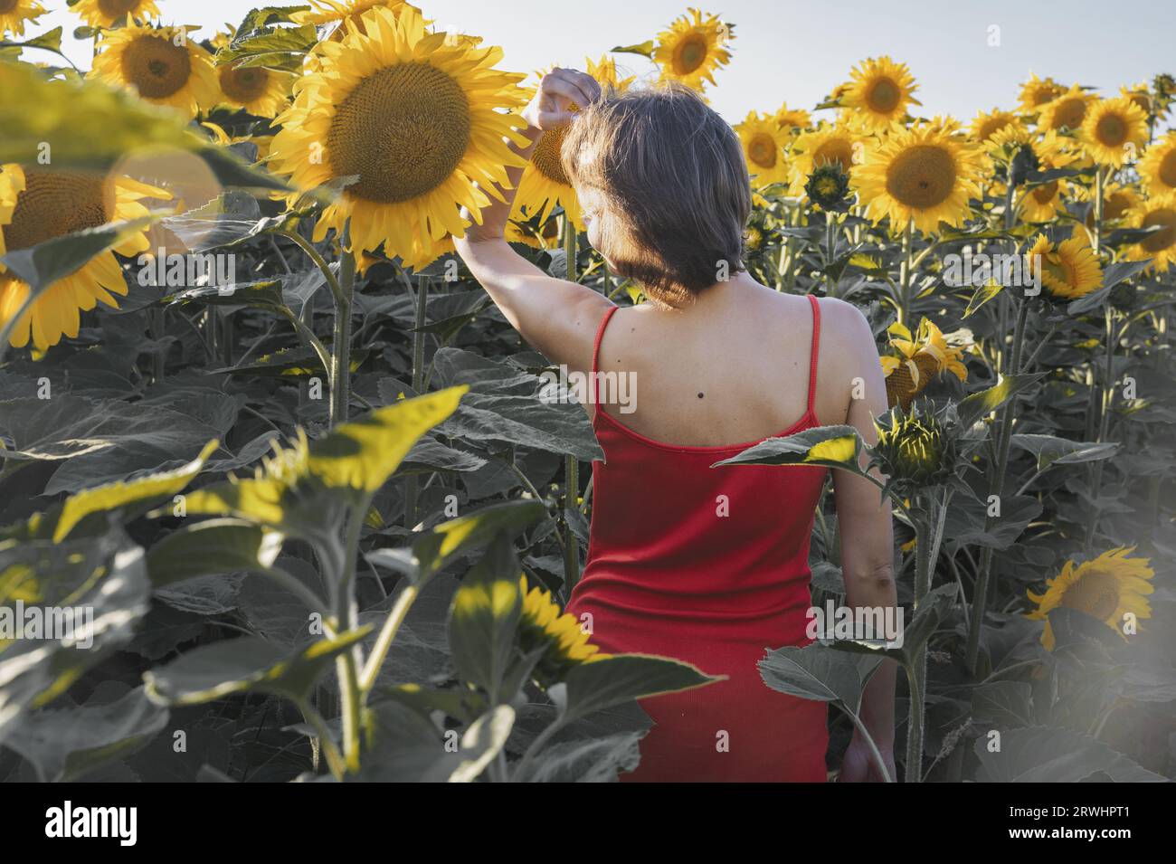 Frau im Sonnenblumenfeld: Glückliches Mädchen mit Strohhut, das sich bei Sonnenuntergang auf einem riesigen Feld mit Sonnenblumen posiert, genießen Sie es, Fotos im Freien zu machen, um Erinnerungen zu sammeln. Sommer Stockfoto