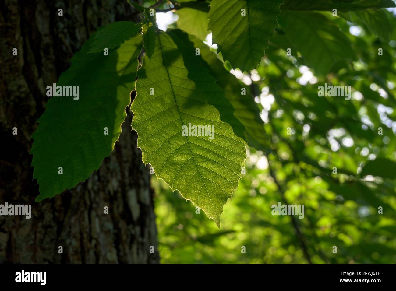 Grünes Kastanienblatt mit Hintergrundbeleuchtung im Wald und Ästen horizontal Stockfoto