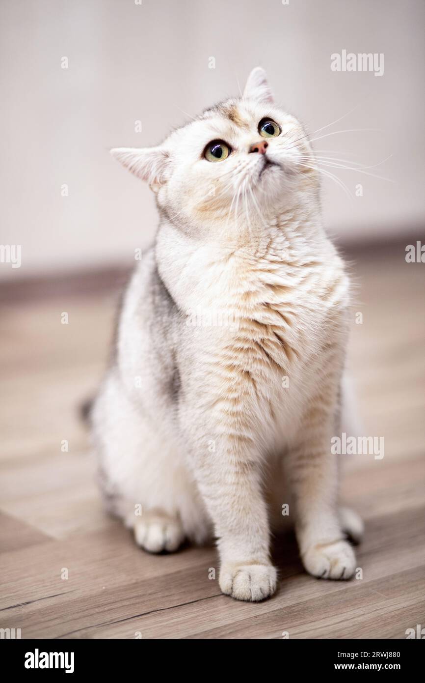 britische Silberkatze zu Hause. Stockfoto