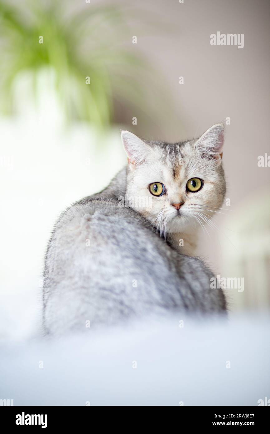 britische Silberkatze zu Hause. Stockfoto