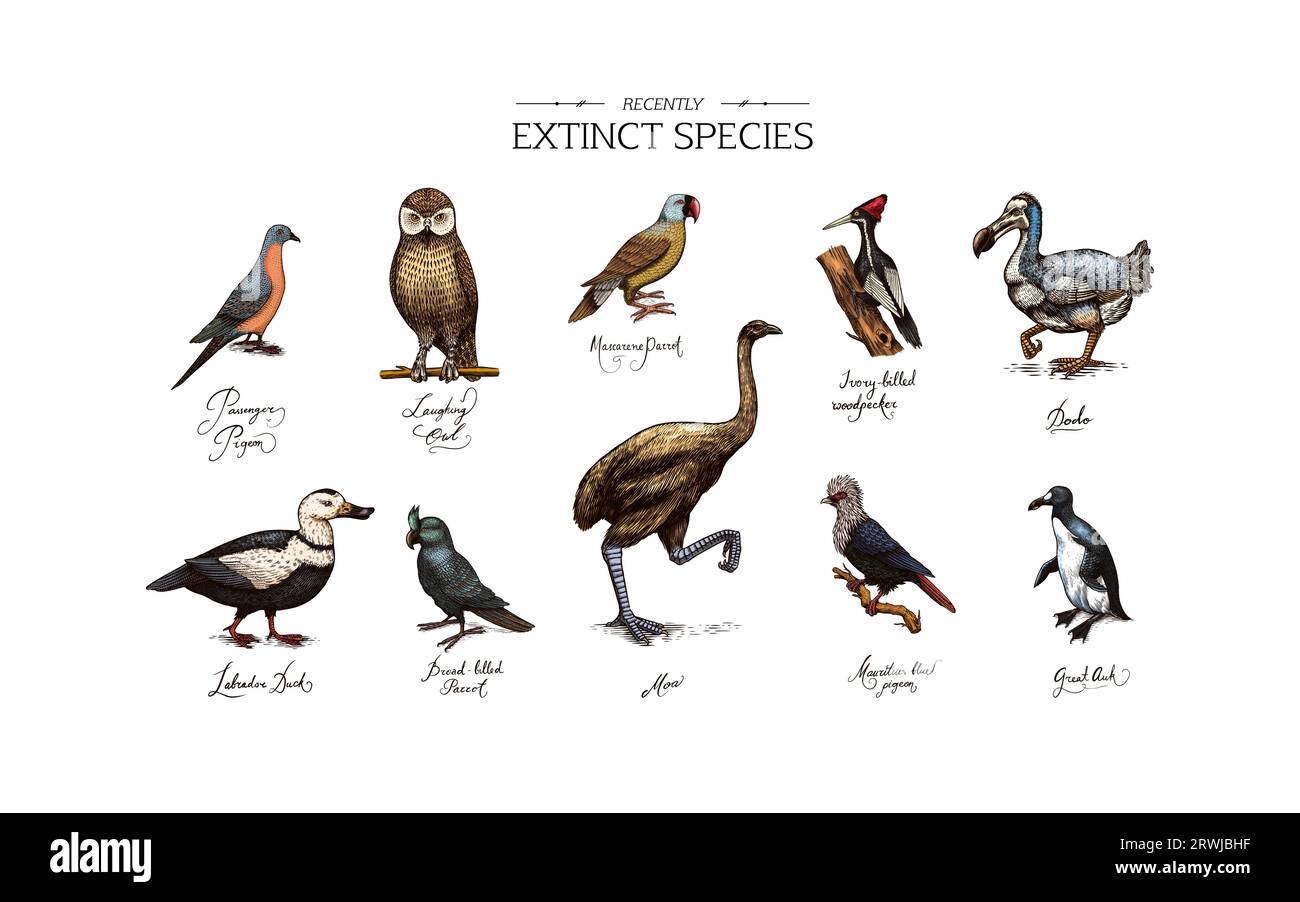 Ausgestorbene Arten. Wilde Säugetiere und Vögel. Dodo. MOA-Passagiertaube Great auk. Pinguin. Maskaren-Papagei. Labrador-Ente. Lachende Eule. Die Hand Stock Vektor